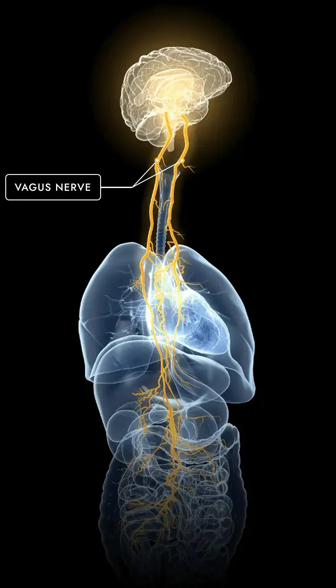 Vagus nerve anatomy illustration